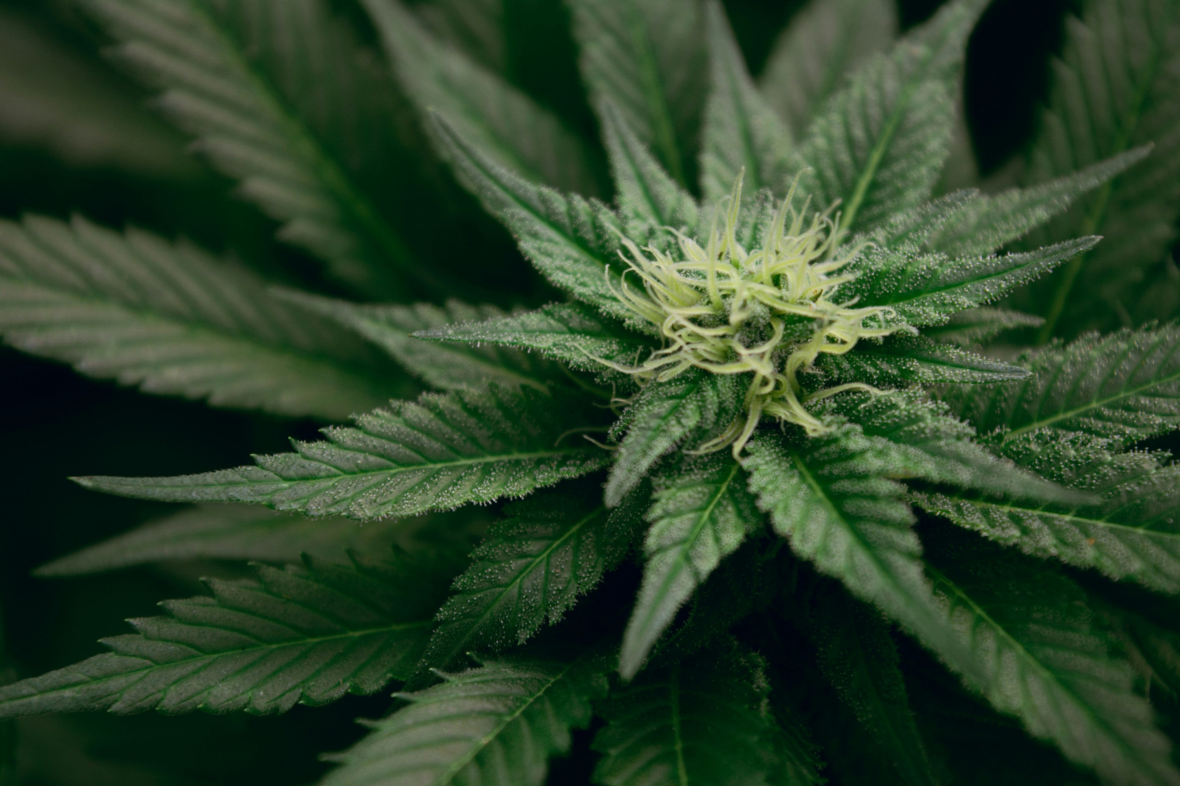 Close-up of a cannabis plant with bright green leaves and a central bud.