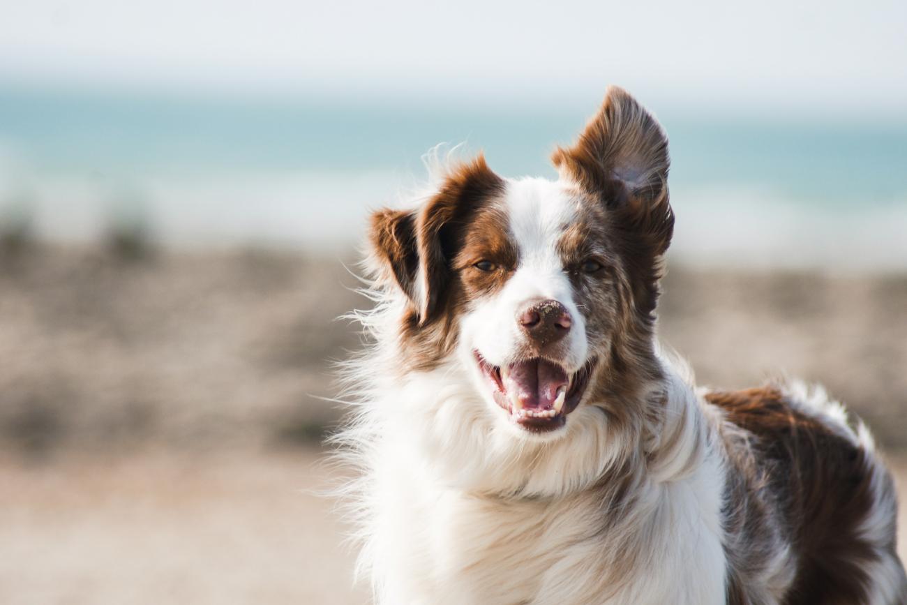 Canine Science Collaboratory (Wynne)