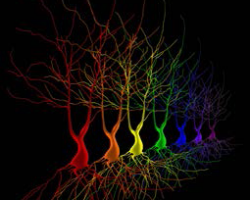 Behavioral Neuroscience Research in Stress (Conrad)